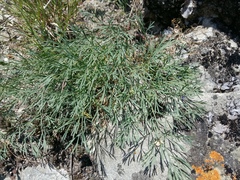 Seseli pallasii