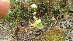 Hylotelephium caucasicum