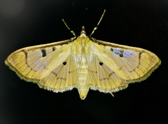 Lygropia tripunctata