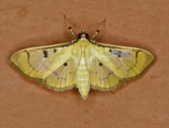 Lygropia tripunctata