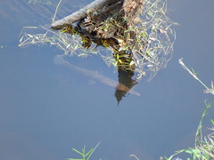 Lepisosteus platyrhincus