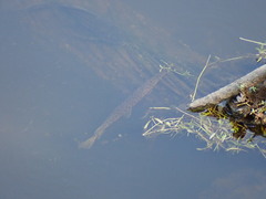 Lepisosteus platyrhincus