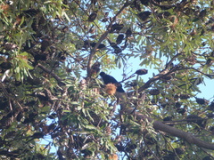Prosthemadera novaeseelandiae novaeseelandiae