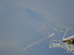 Lepisosteus platyrhincus