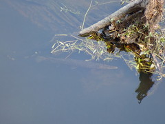 Lepisosteus platyrhincus