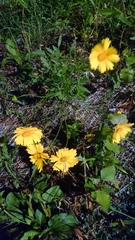 Coreopsis grandiflora