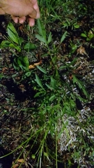 Coreopsis grandiflora