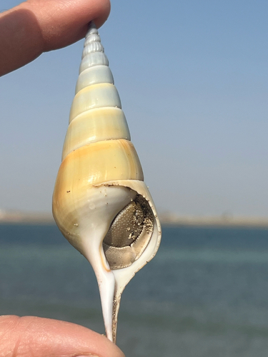 Arabian Tibia