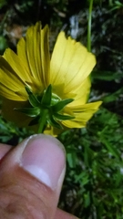 Coreopsis grandiflora