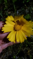 Coreopsis grandiflora