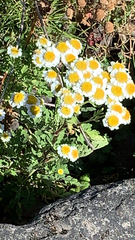 Tanacetum parthenium