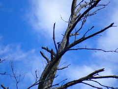 Dryocopus pileatus
