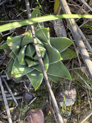 Tulista marginata