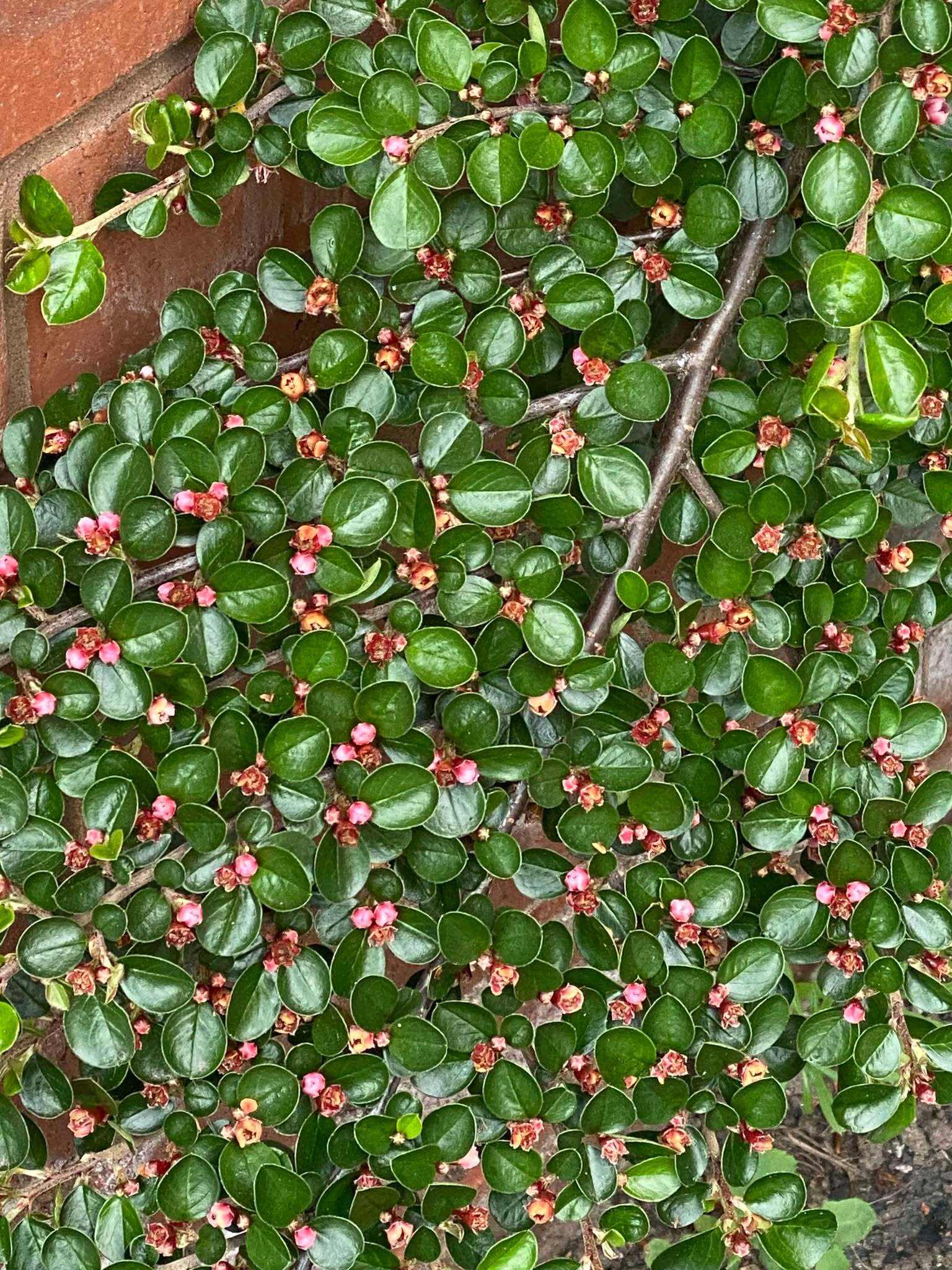 Imagem de Cotoneaster