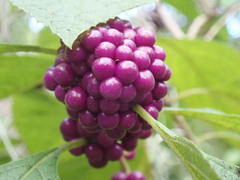 Callicarpa americana
