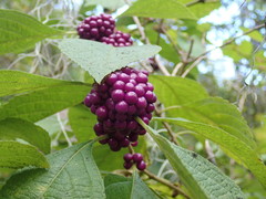 Callicarpa americana
