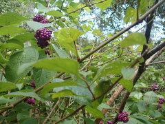 Callicarpa americana