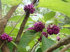 Callicarpa americana