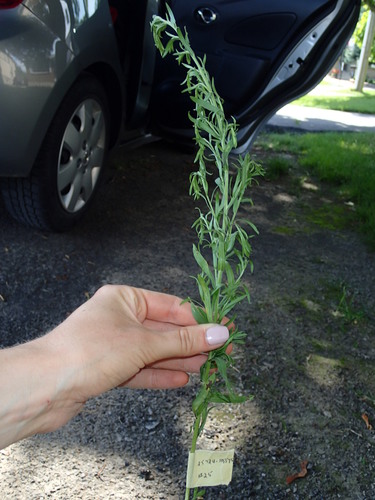Wild Tarragon foliage