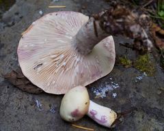 Lactarius pallescens
