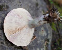 Lactarius pallescens
