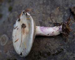 Lactarius pallescens