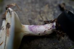 Lactarius pallescens