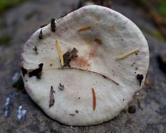 Lactarius pallescens