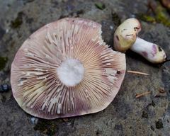 Lactarius pallescens