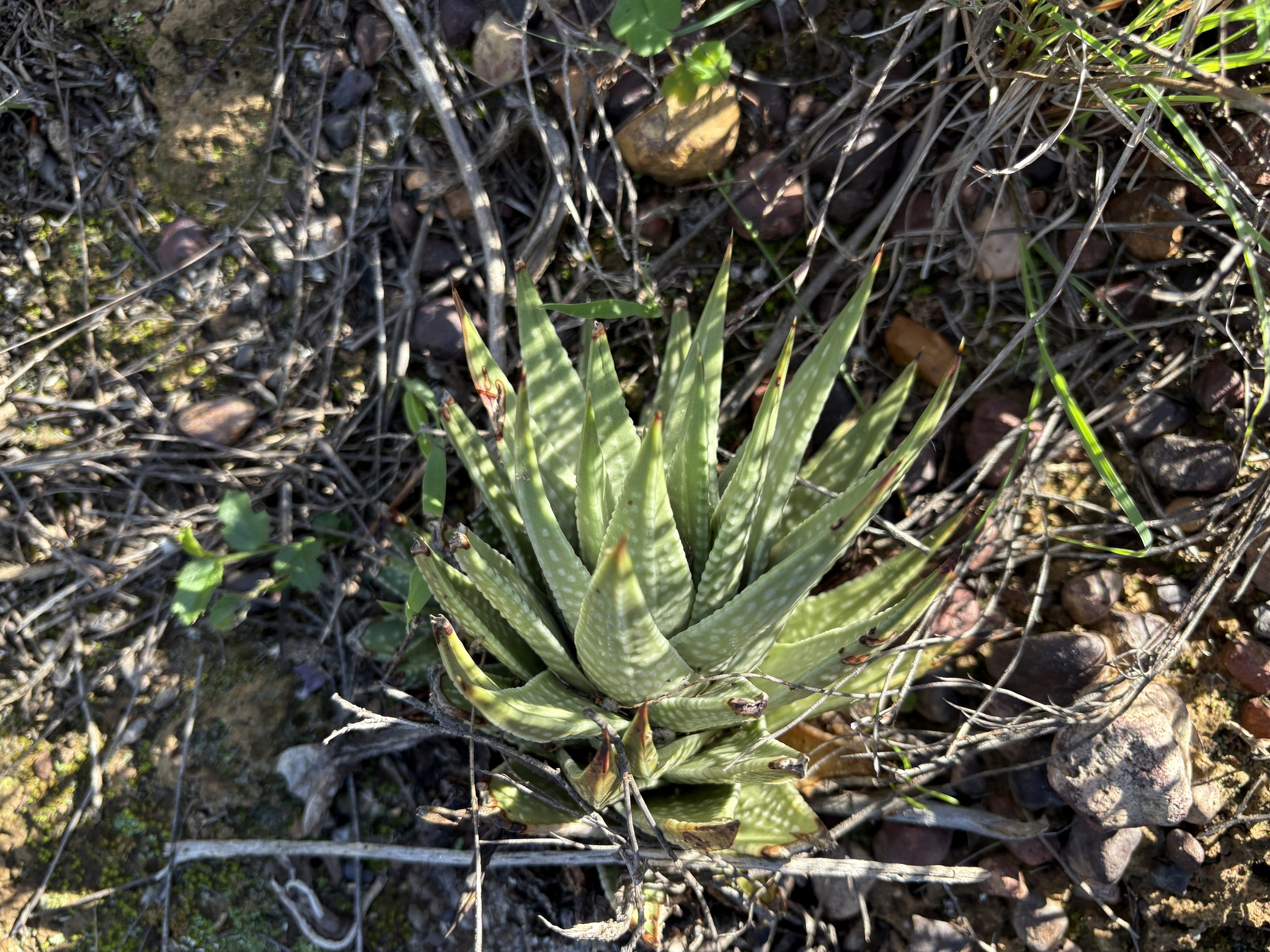 Tulista marginata