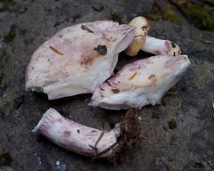 Lactarius pallescens