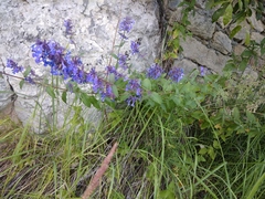 Nepeta grandiflora