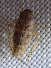 Euscelidius variegatus
