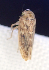 Euscelidius variegatus