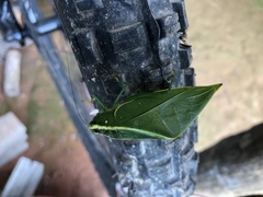 Acropsis tectiformis