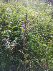 Pedicularis sibthorpii