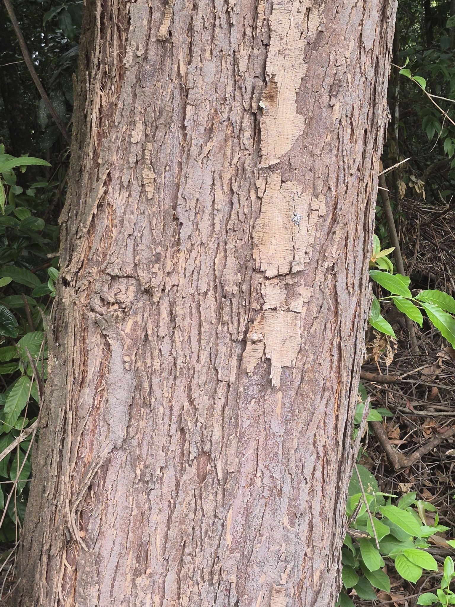 Imagem de Jacarandá-da-bahia