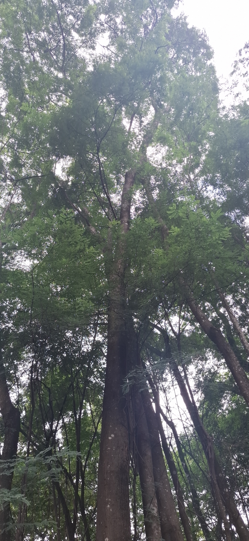 Imagem de Jacarandá-da-bahia