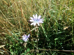 Cicerbita prenanthoides