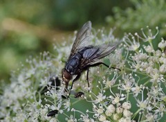 Calliphora subalpina