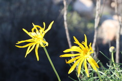Euryops speciosissimus