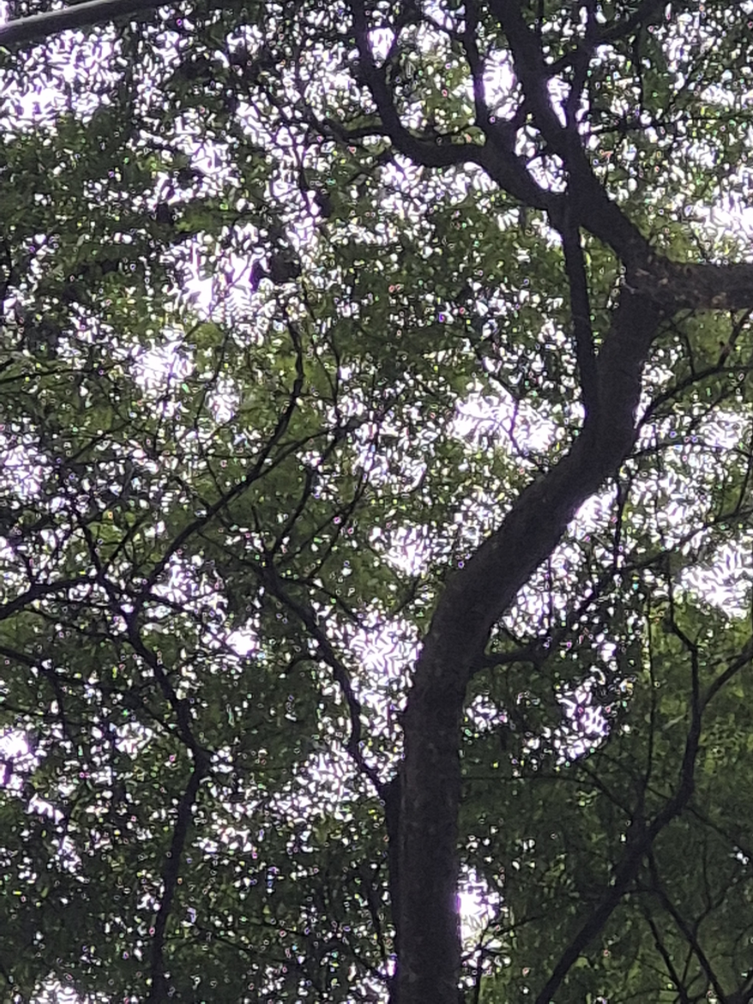Imagem de Jacarandá-da-bahia