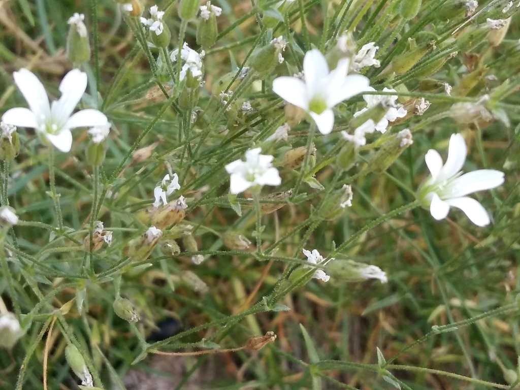 Sabulina biebersteinii