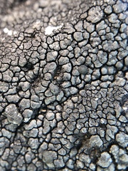 Orphniospora moriopsis