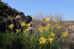Euryops speciosissimus