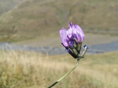 Astragalus incertus