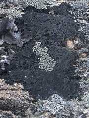 Orphniospora moriopsis