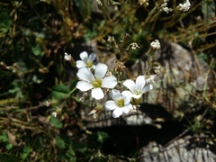 Cherleria circassica