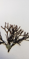 Mazzaella affinis