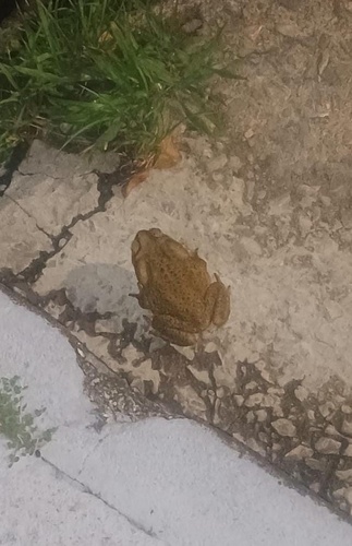 Cururu Toad